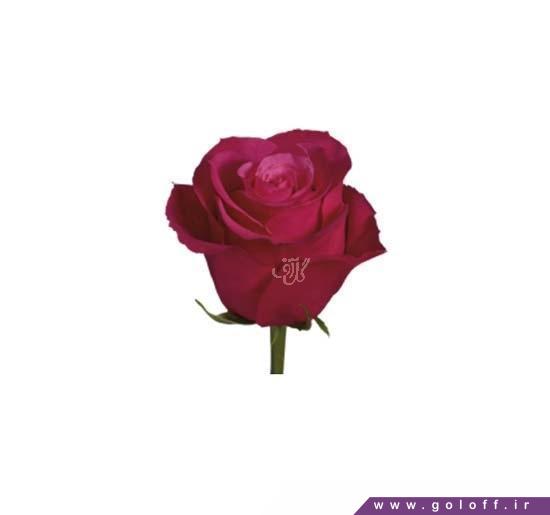 گل رز رنگی - گل رز هلندی چریوو - Rose | گل آف